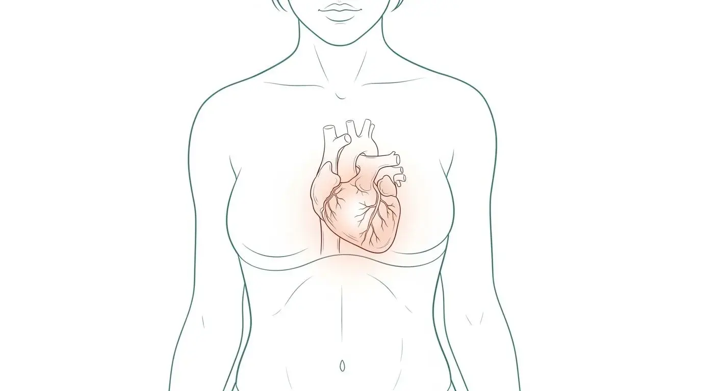 Diagram showing chest and heart area affected by menopause chest pain and palpitations